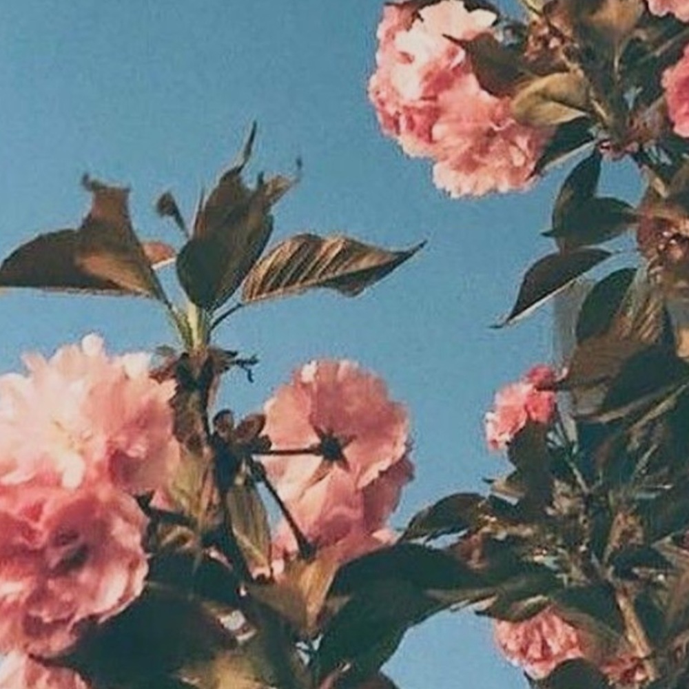 Meet your Posher, Nubia